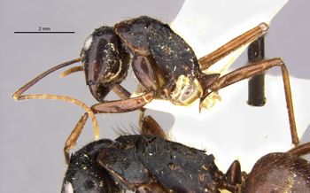 Media type: image;   Entomology 9233 Aspect: habitus lateral view